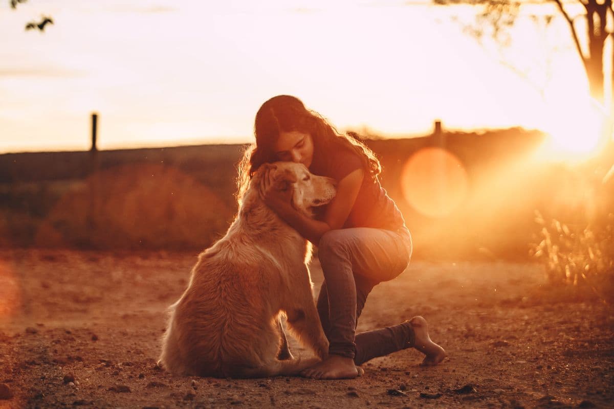 Dog watching